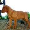Labrador Retriever puppies for sale 