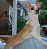 Chihuahua puppy for sale 