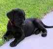 Labrador Retriever puppies for sale 