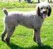 Standard Poodle Stud Services