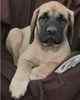 English Mastiff puppies for sale