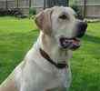 Labrador Retriever Stud Services