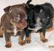 Chihuahua puppies for sale