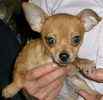 Chihuahua puppies for sale 
