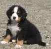 Bernese Mountain Dog puppies for sale 