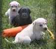 Labrador Retriever puppies for sale 
