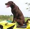Lab puppies for sale