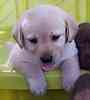 Labrador Retriever puppies for sale