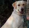 Labrador Retriever puppies for sale 