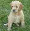 Goldendoodle puppies for sale