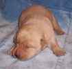 Labrador Retriever puppies for sale