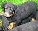 Beauceron puppies for sale 
