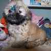 Shih Tzu puppies for sale 