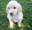 Goldendoodle puppies for sale