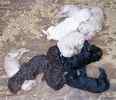 Standard Poodle puppies for sale