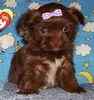 Shorkie puppies for sale