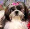 Shih Tzu puppies for sale