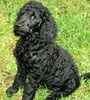 Standard Poodle puppies for sale