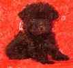 Toy Poodle puppies for sale 