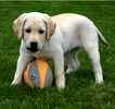 Labrador Retriever puppies for sale