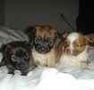 Chihuahua puppies for sale