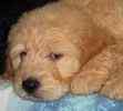 Goldendoodle puppies for sale