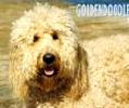 Goldendoodle puppies for sale