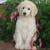 Standard Poodle puppies for sale
