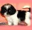 Shih Tzu puppies for sale