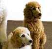 Standard Poodle puppies for sale 
