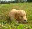 Goldendoodle puppies for sale