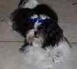 Shih Tzu puppies for sale