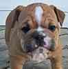 English Bulldog puppies for sale