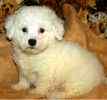Bichon Frise puppies for sale