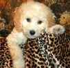 Bichpoo puppies for sale