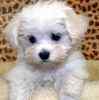 Home raised Malteses for sale