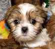 Shih Tzu puppies for sale
