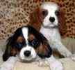 Cavalier King Charles Spaniel puppies for sale