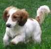 Miniature Dachshund puppies for sale