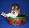 Beagle puppies for sale