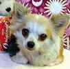 Chihuahua puppies for sale 