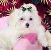 Maltese dogs