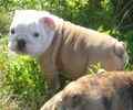 English Bulldog puppies for sale