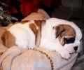 English Bulldiog puppies for sale
