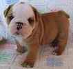 English Bulldog puppies for sale