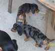Miniature Dachshund puppies for sale