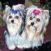 Biewer Yorkshire Terrier puppies for sale