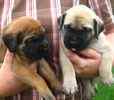 English Mastiff puppies for sale