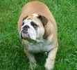 English Bulldog puppies for sale