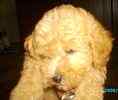 Toy Poodle puppies for sale